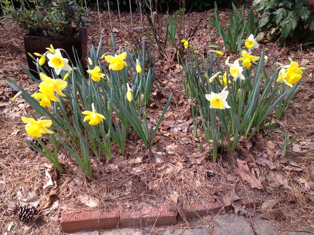 daffodil upside down 2a