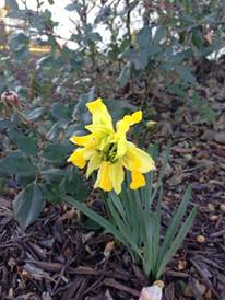 daffodil 'Van Sion'