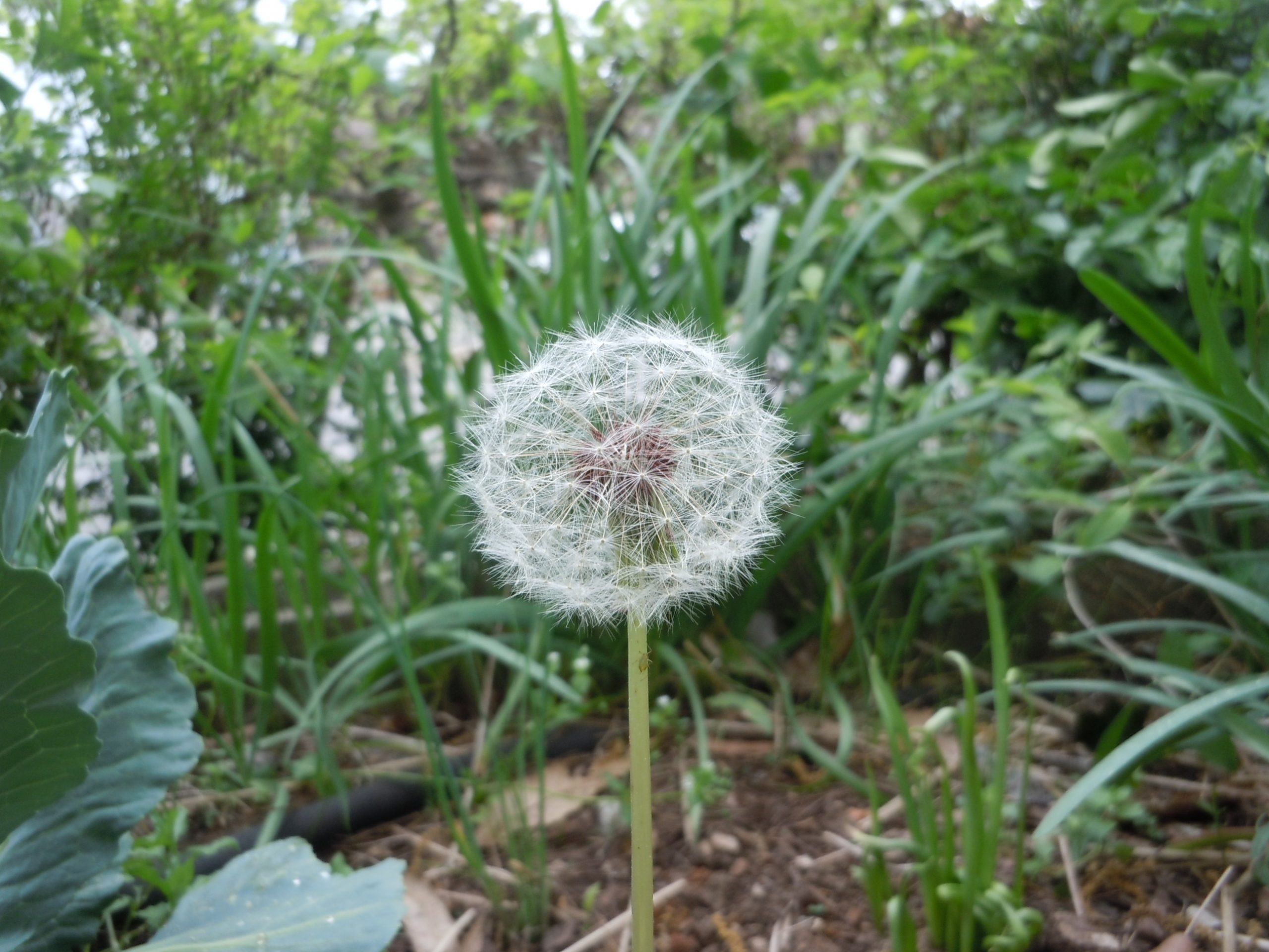dandelion seed 1