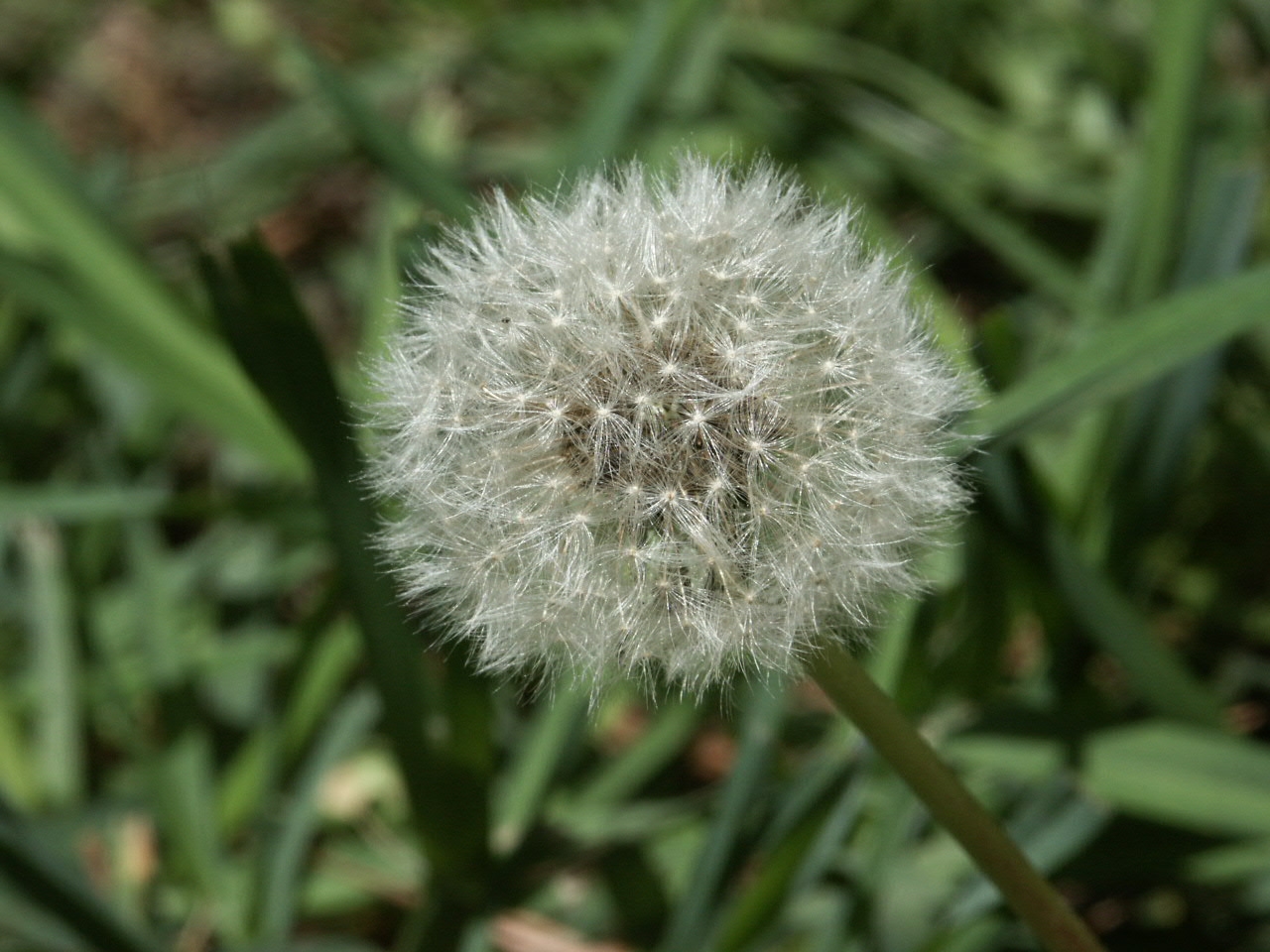 all parts of a dandelion are edible