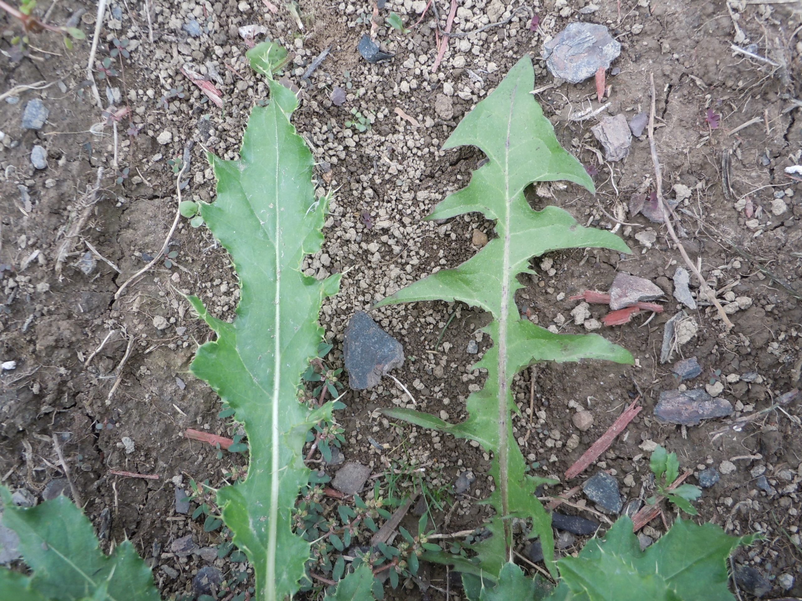 wild lettuce (lt) versus dandelion (rt)