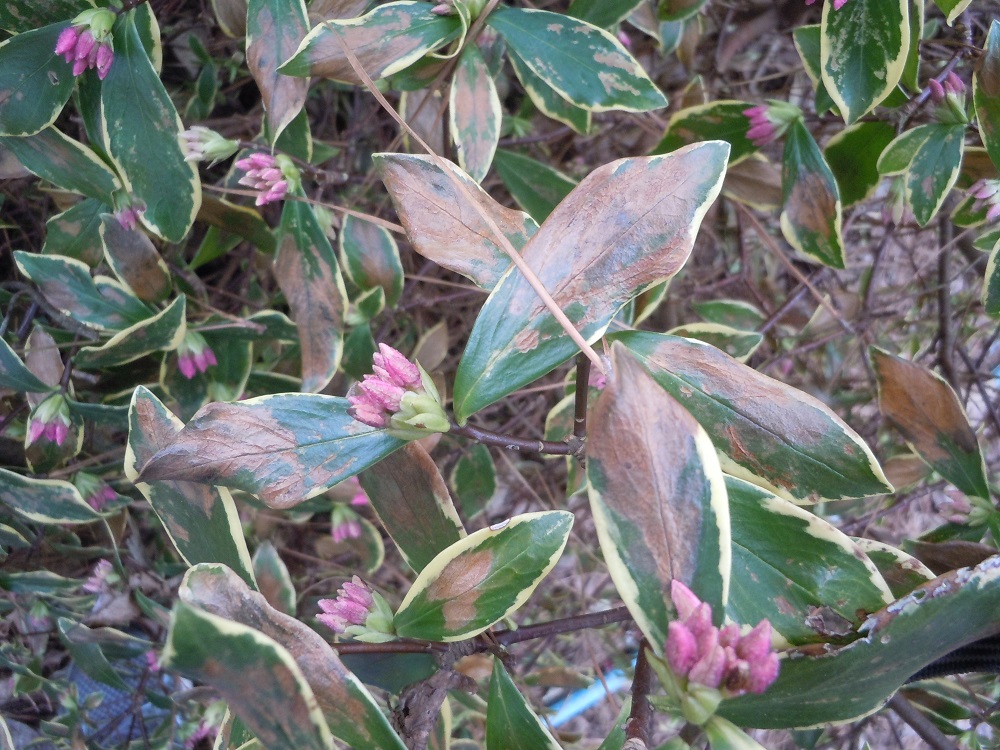 keeping my fingers crossed that my daphne will re-leaf