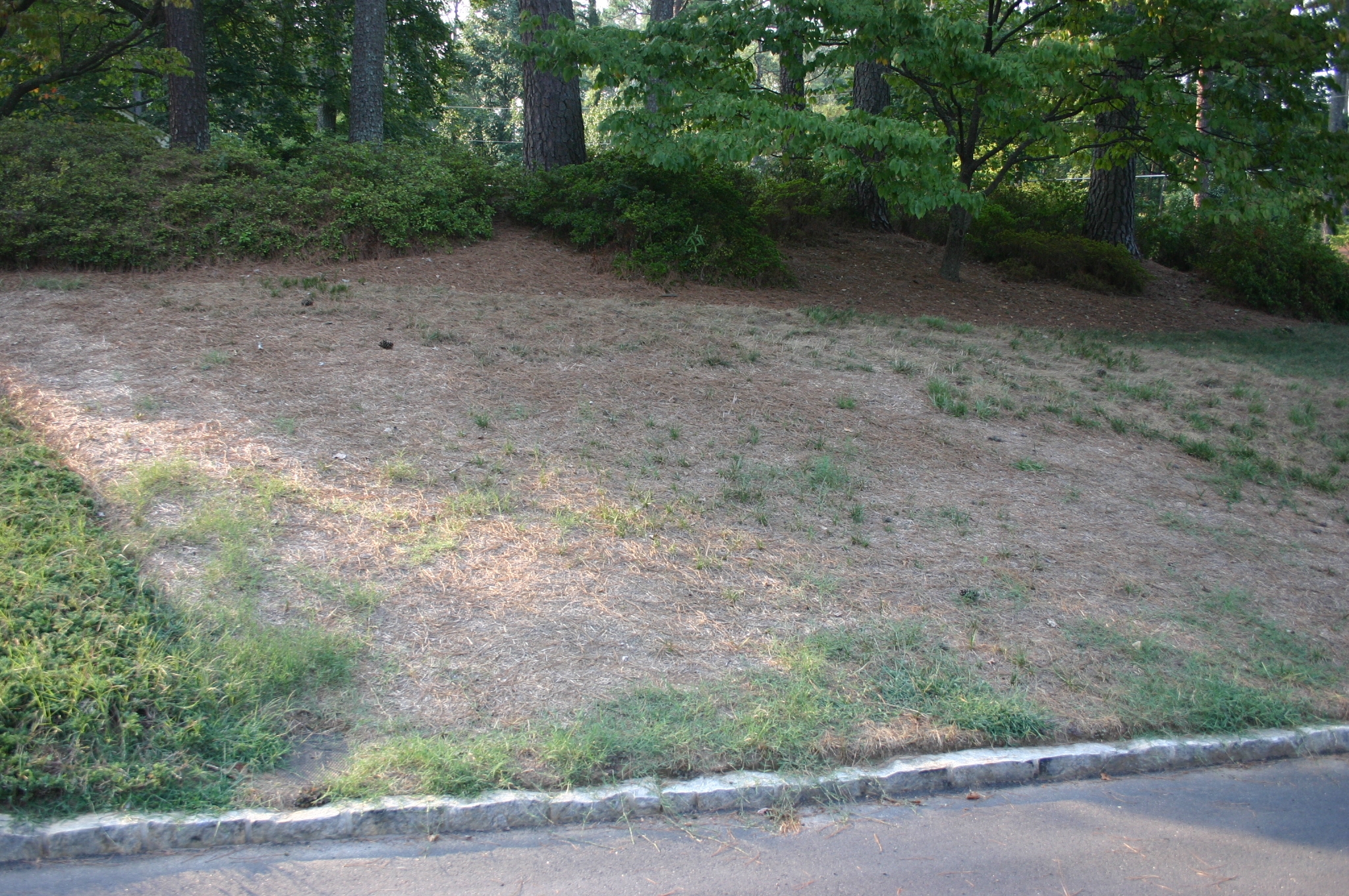 fescue in summer with no water