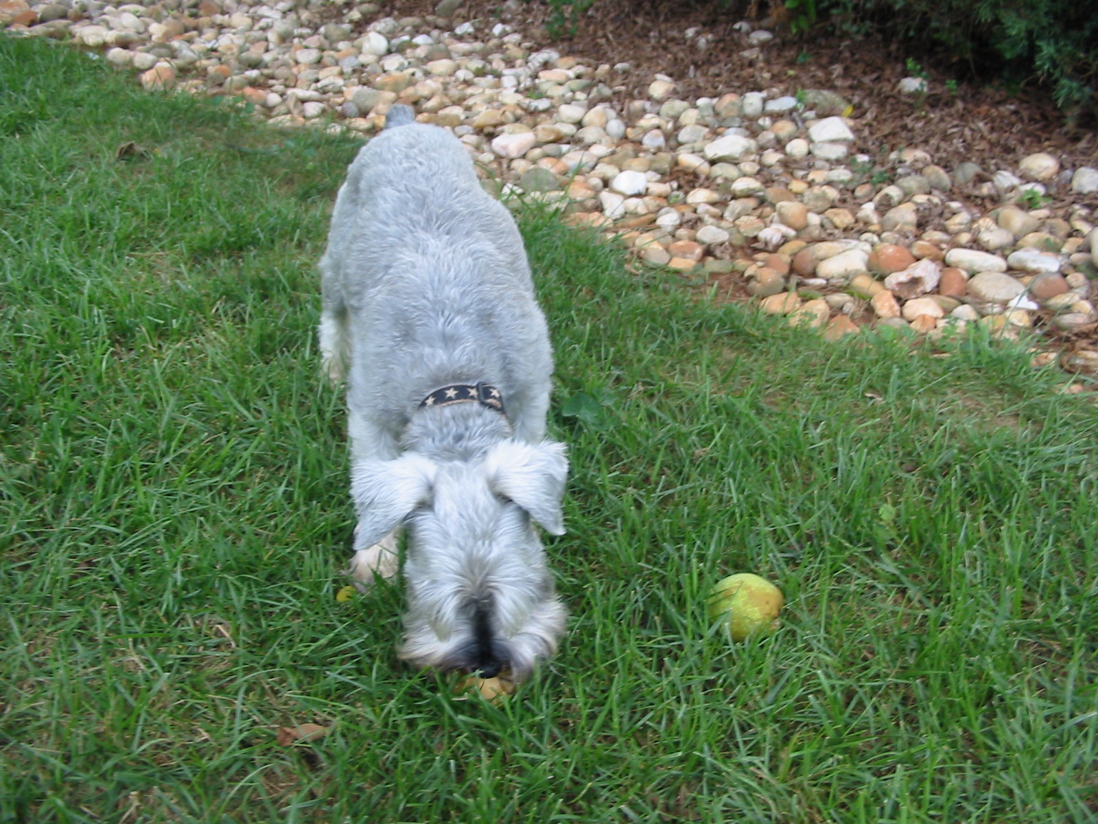 dog eating pear