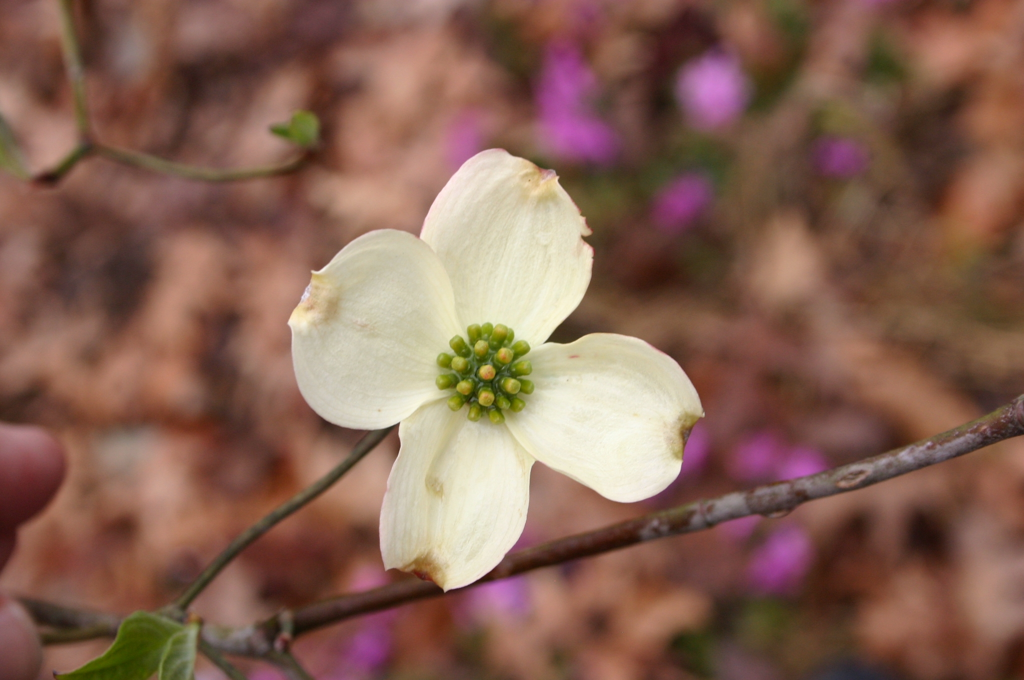 dogwood flower young