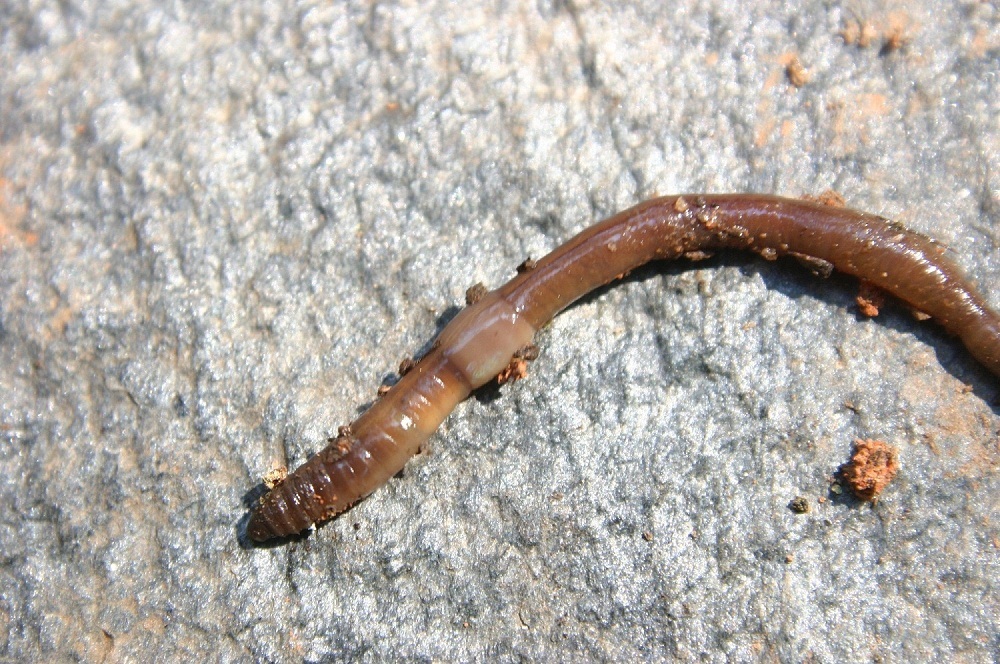 earthworm 1