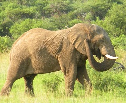 elephant 8 250