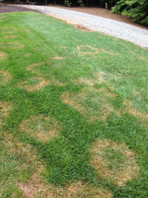 fescue brown patch