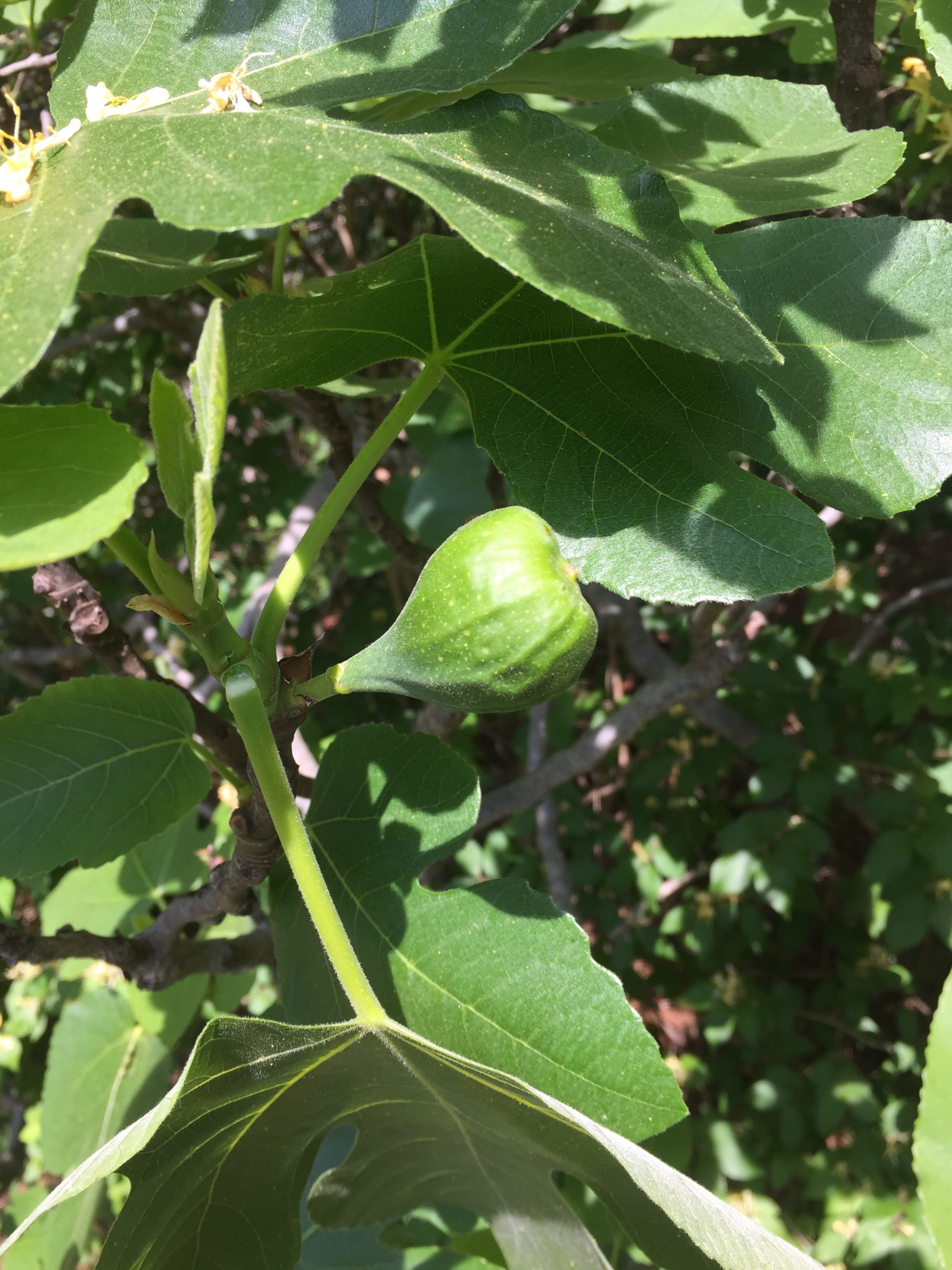 Herre venlig Hick solnedgang Fig Tree – Flowers | Walter Reeves: The Georgia Gardener
