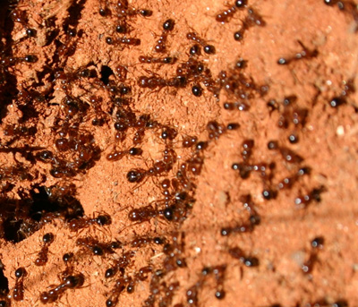 fire ant mound 2