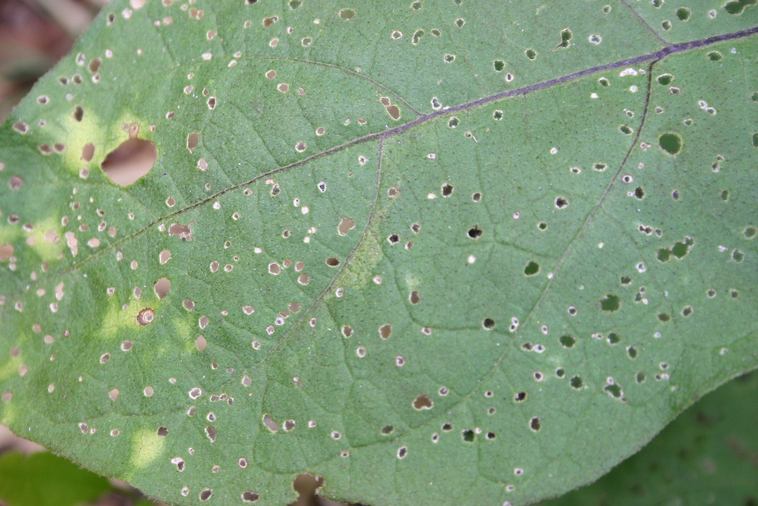 flea beetle damage top of leaf
