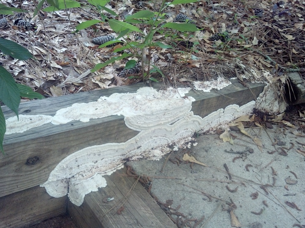 fungus on wood 1