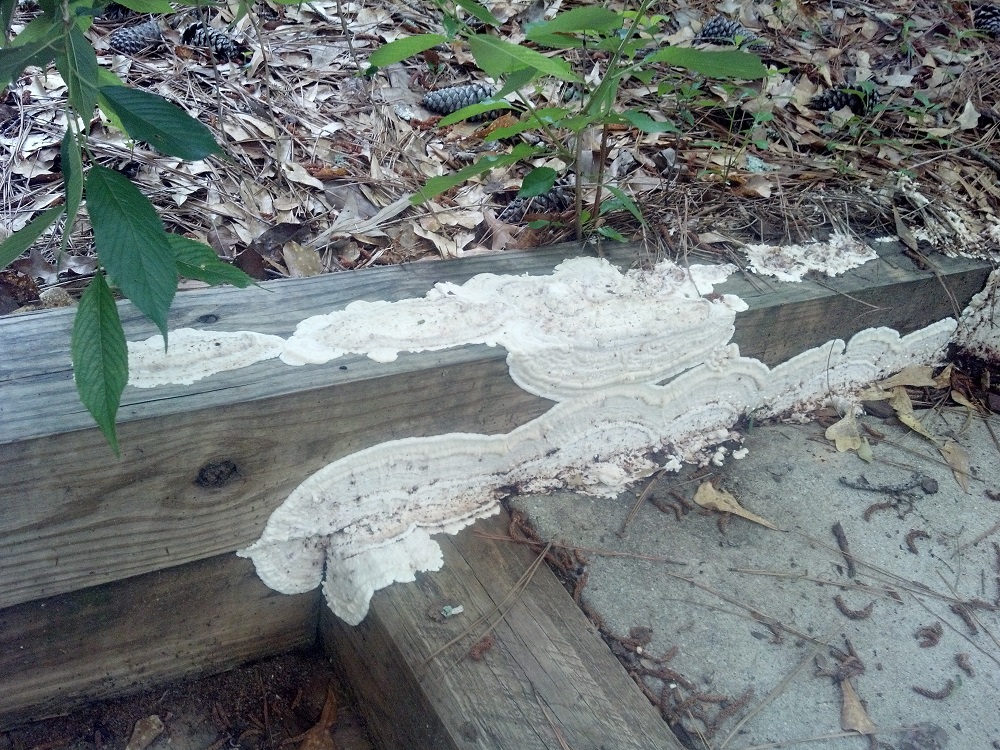 fungus on wood 2