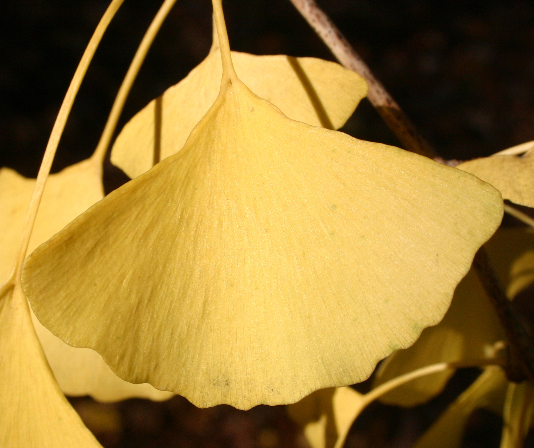 ginkgo leaf 2