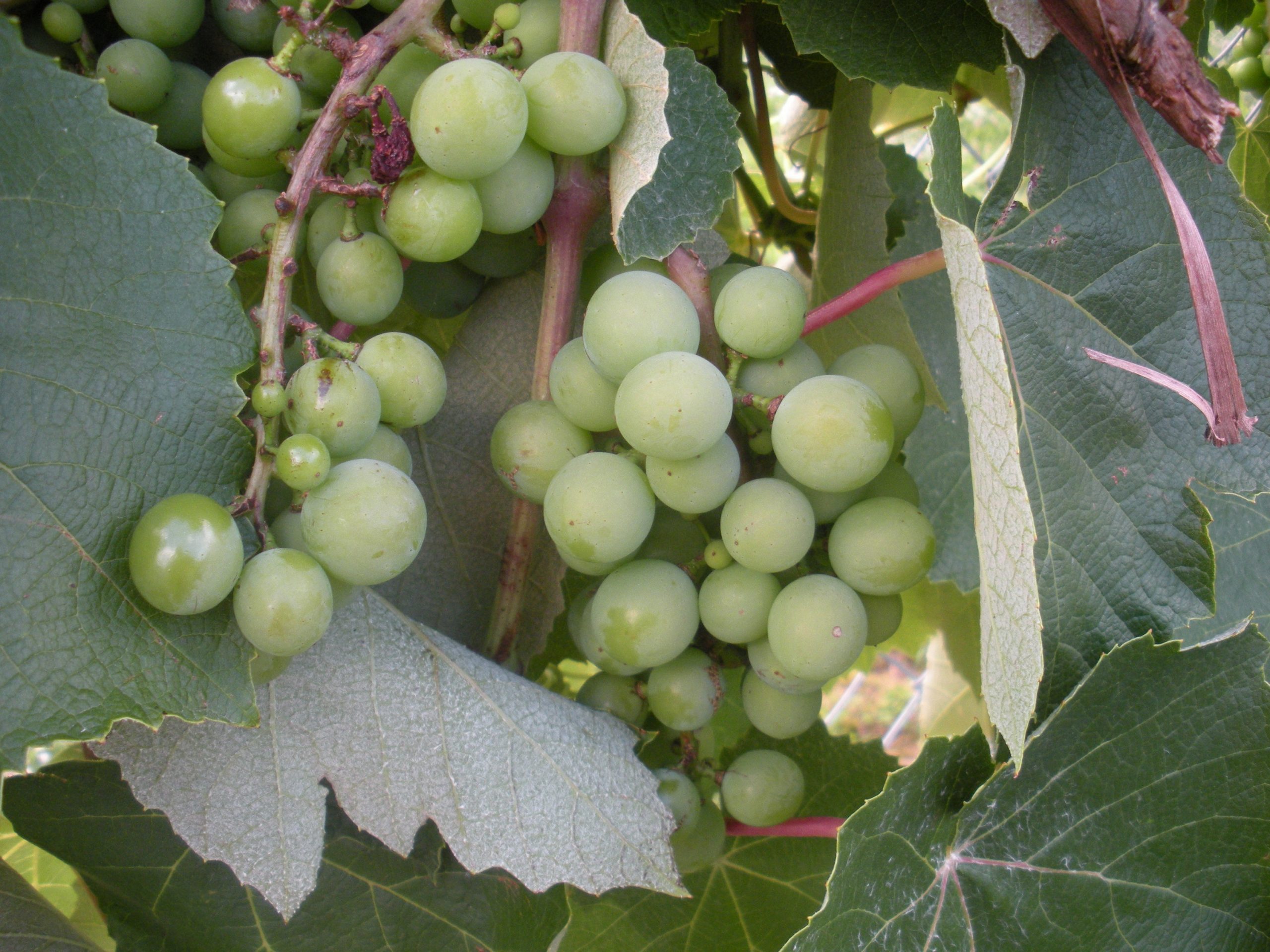 grapes 3