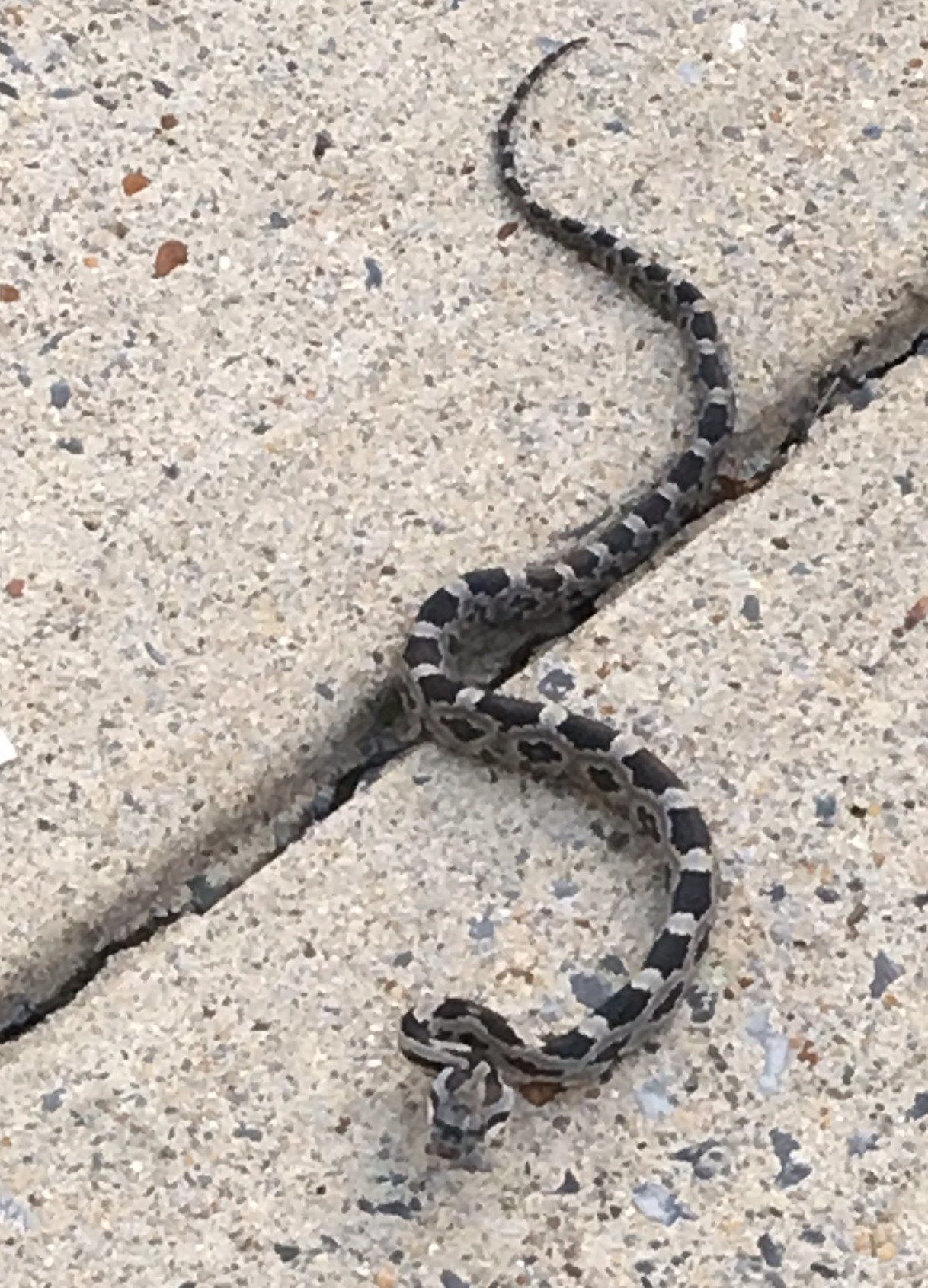 gray rat snake (harmless)