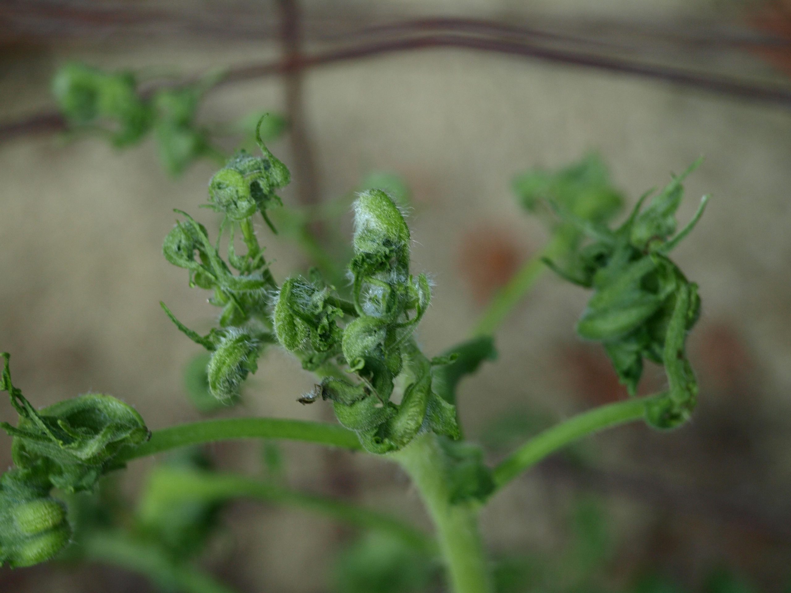 tomato herbicide damage