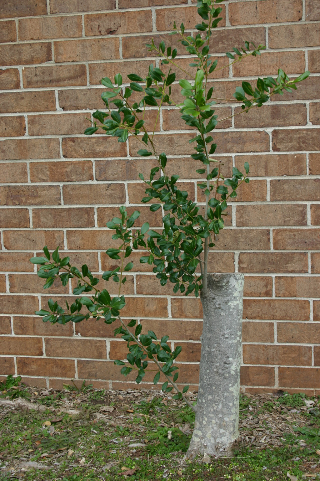 holly pruning 1