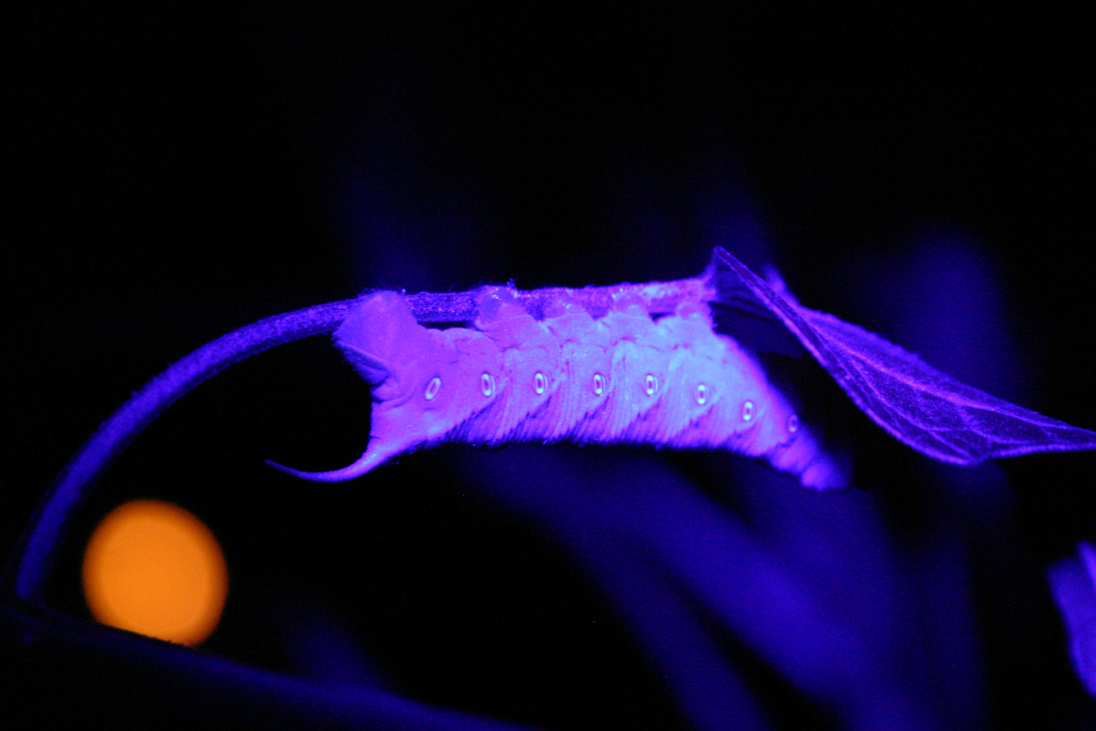 hornworm in UV light