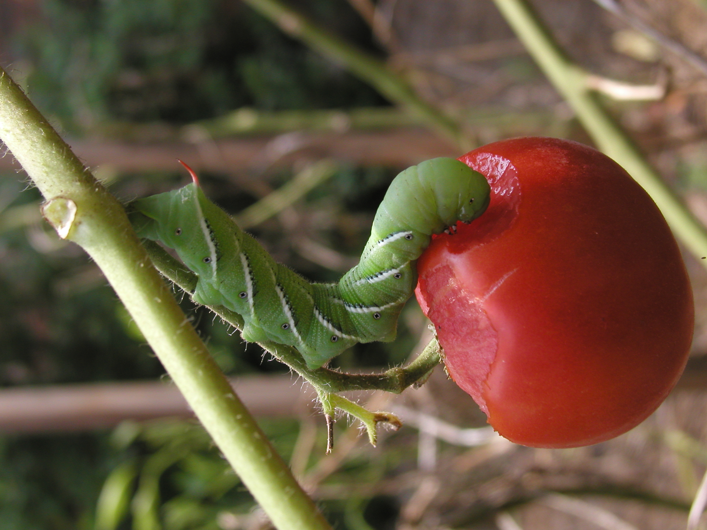 tobacco hornworm eating tomato