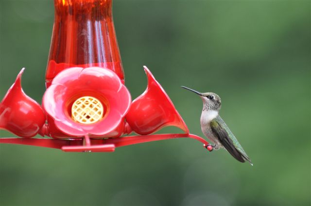 hummingbird X