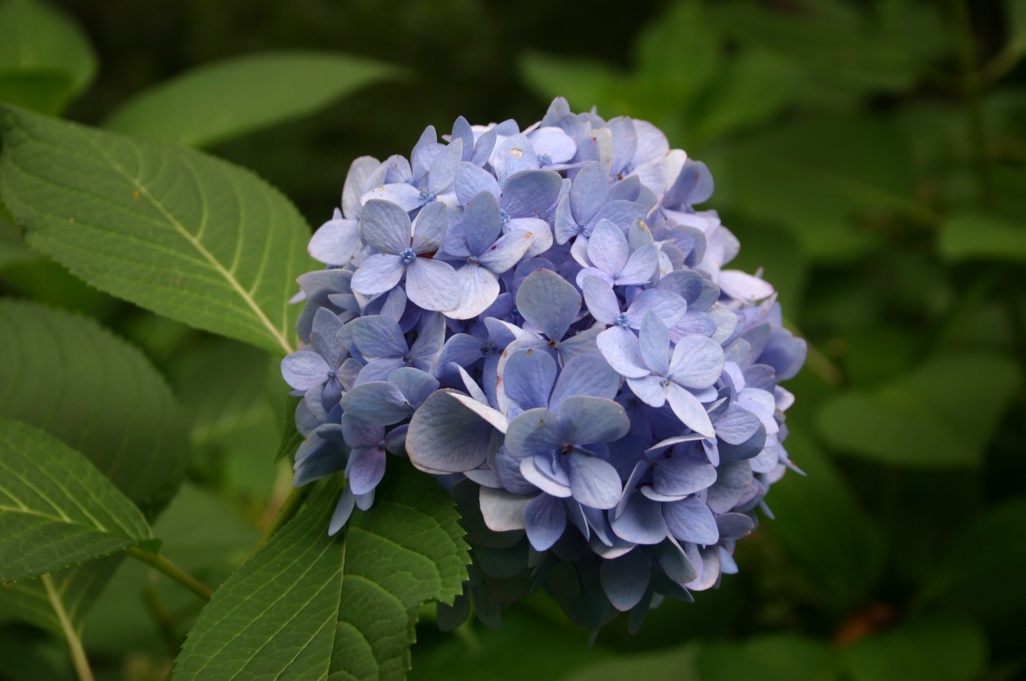 hydrangea blue 2