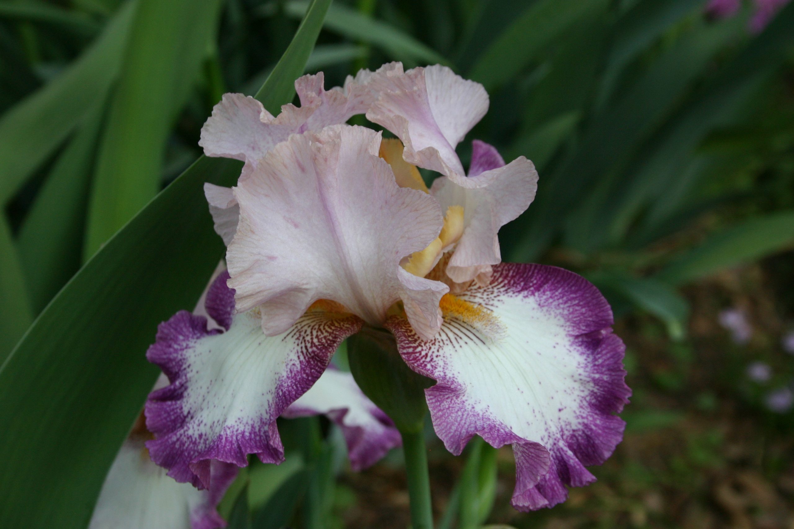 iris purple white 1
