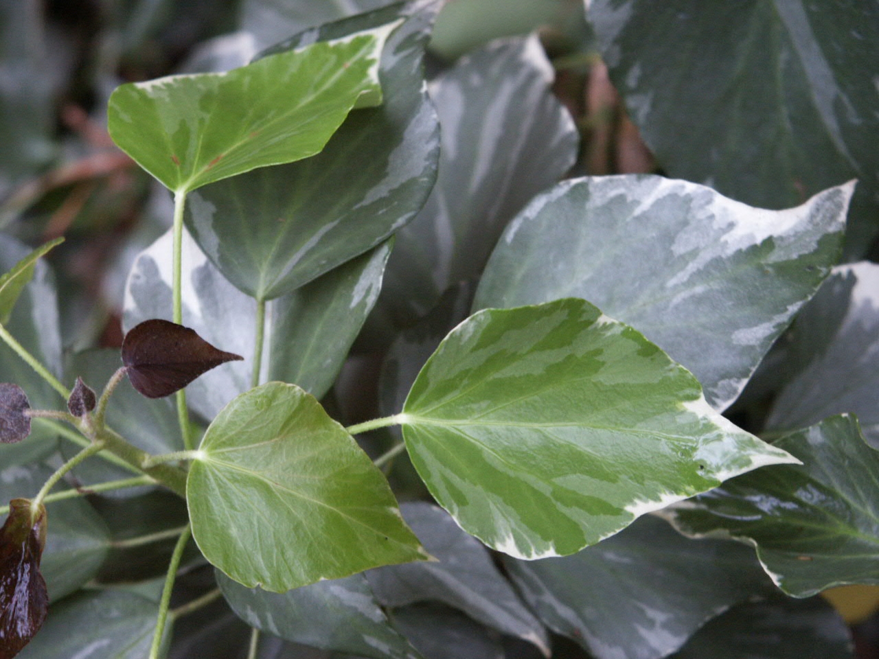 ivy adult variegated
