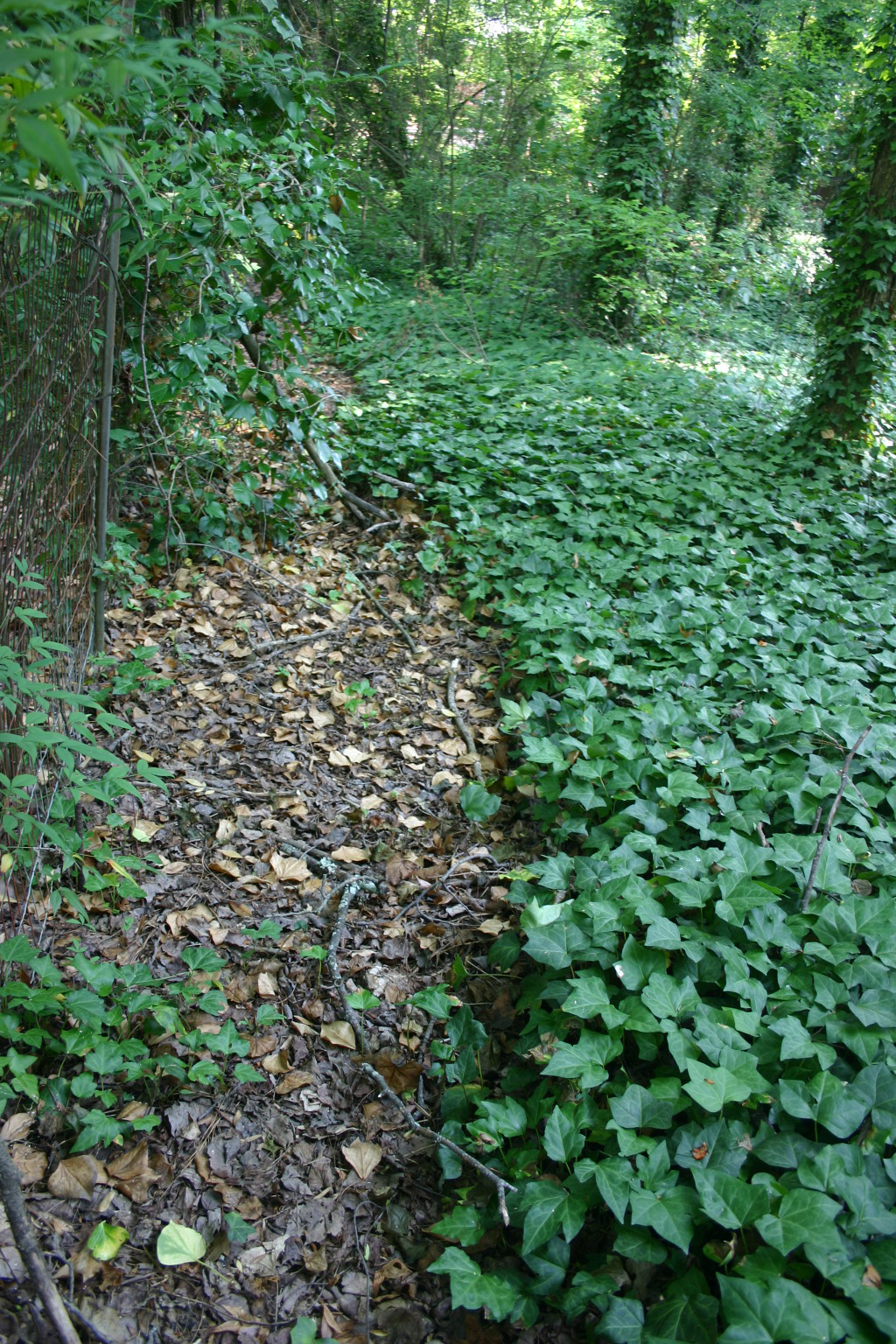 English ivy controlled with glyphosate