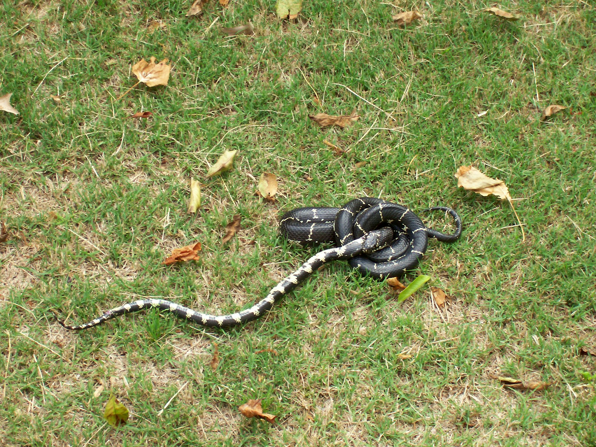 kingsnake eating rat snake