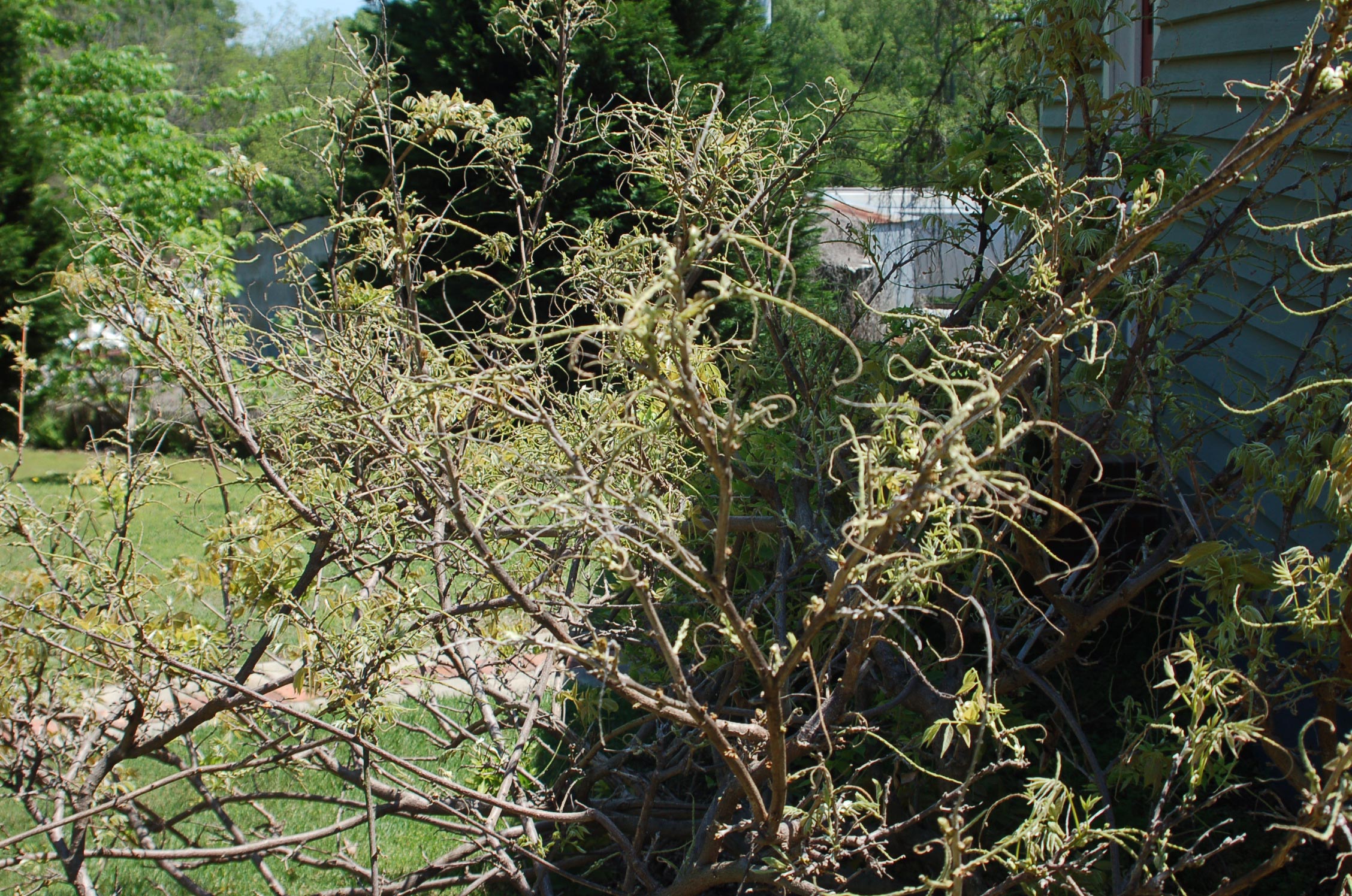 kudzu bug on wisteria
