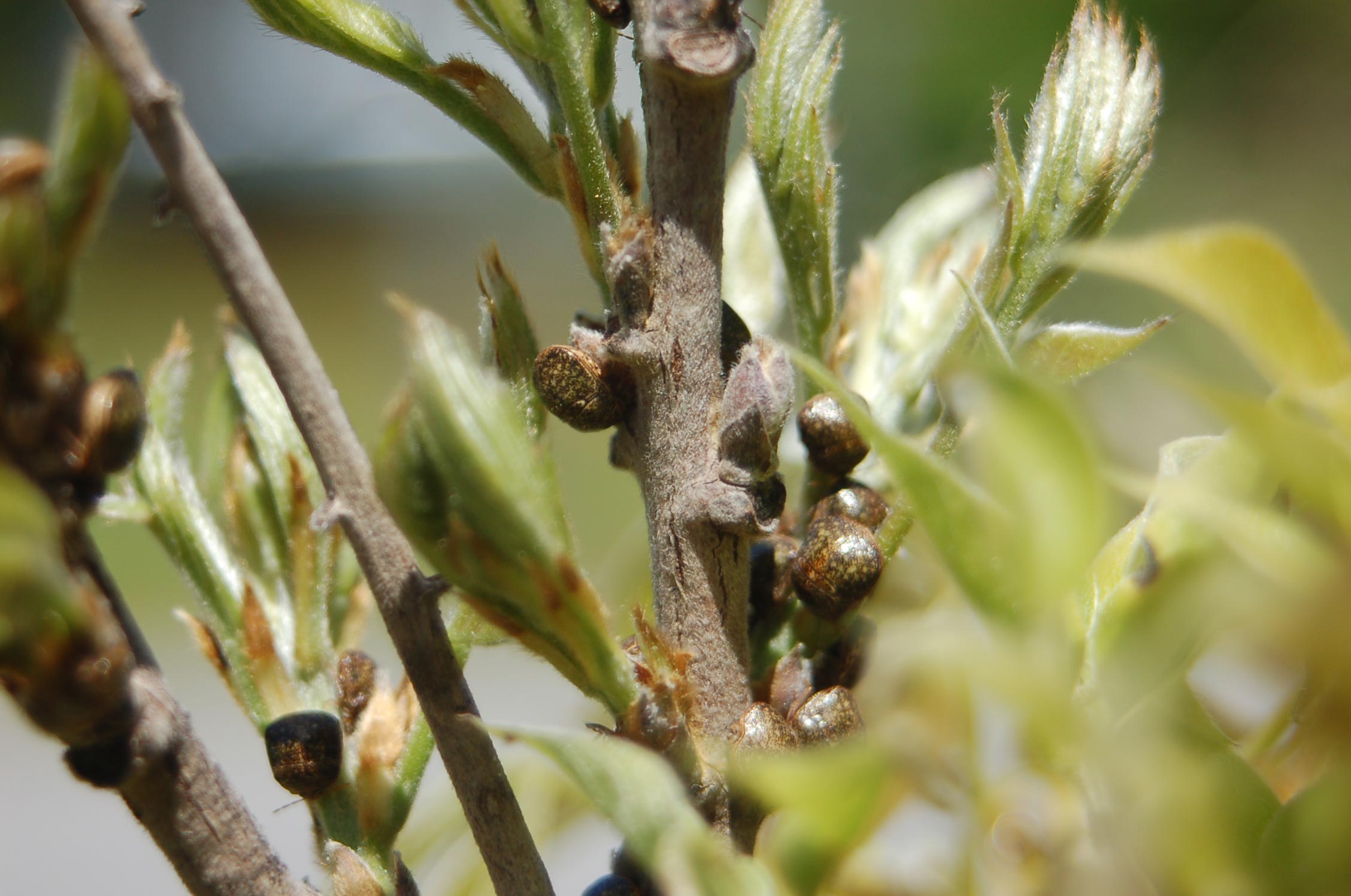 kudzu bug on wisteria