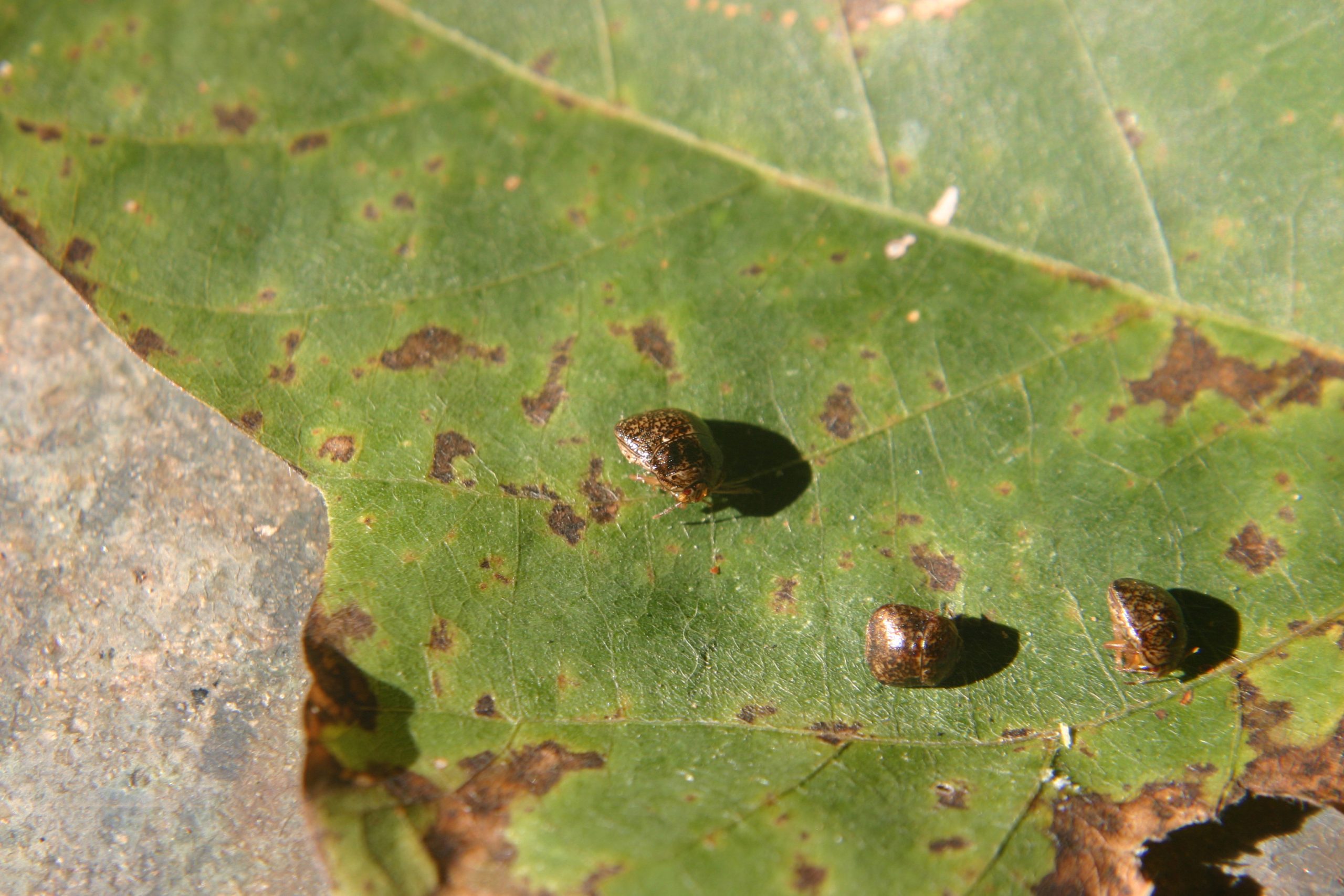 kudzu bug on kudzu leaf