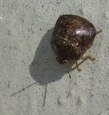 kudzu bug