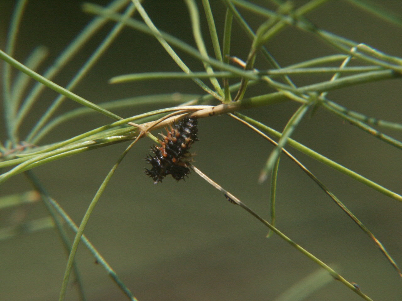 lady bug larva attaching