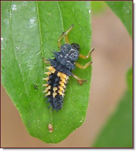 ladybug larvae )