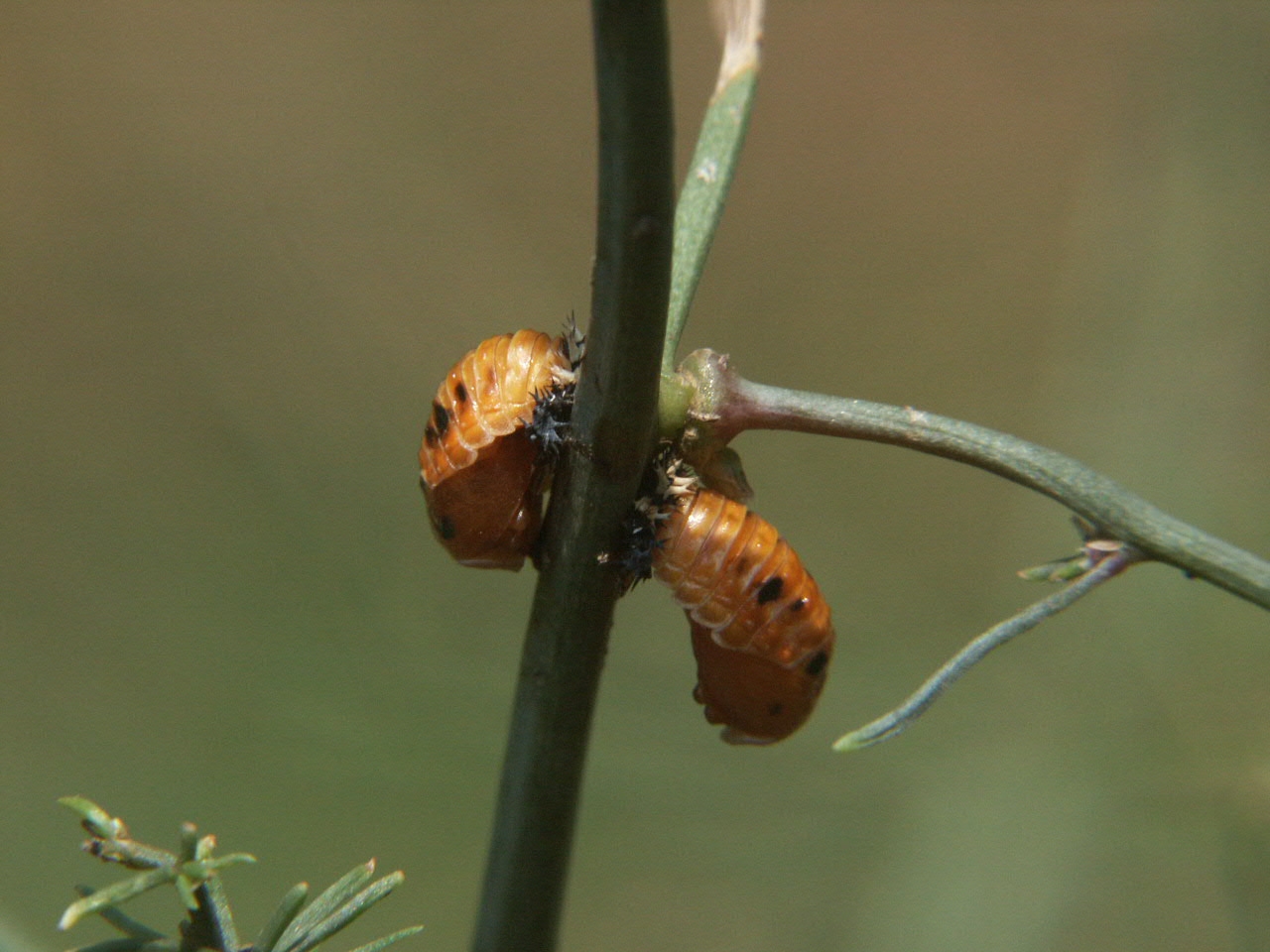 ladybug pupa