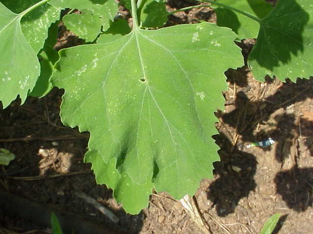 lambsquarter leaf