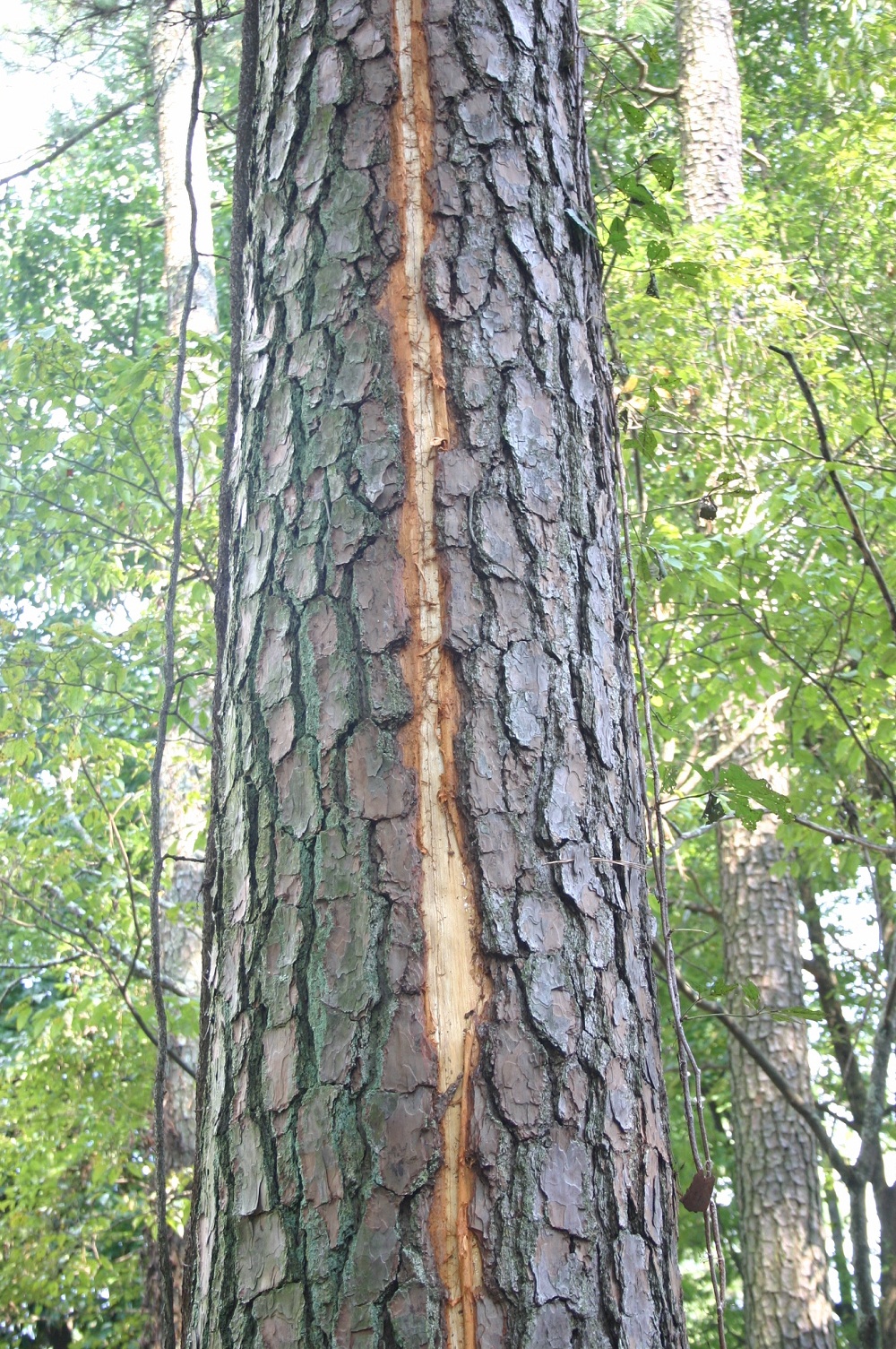 lightning damage to pine