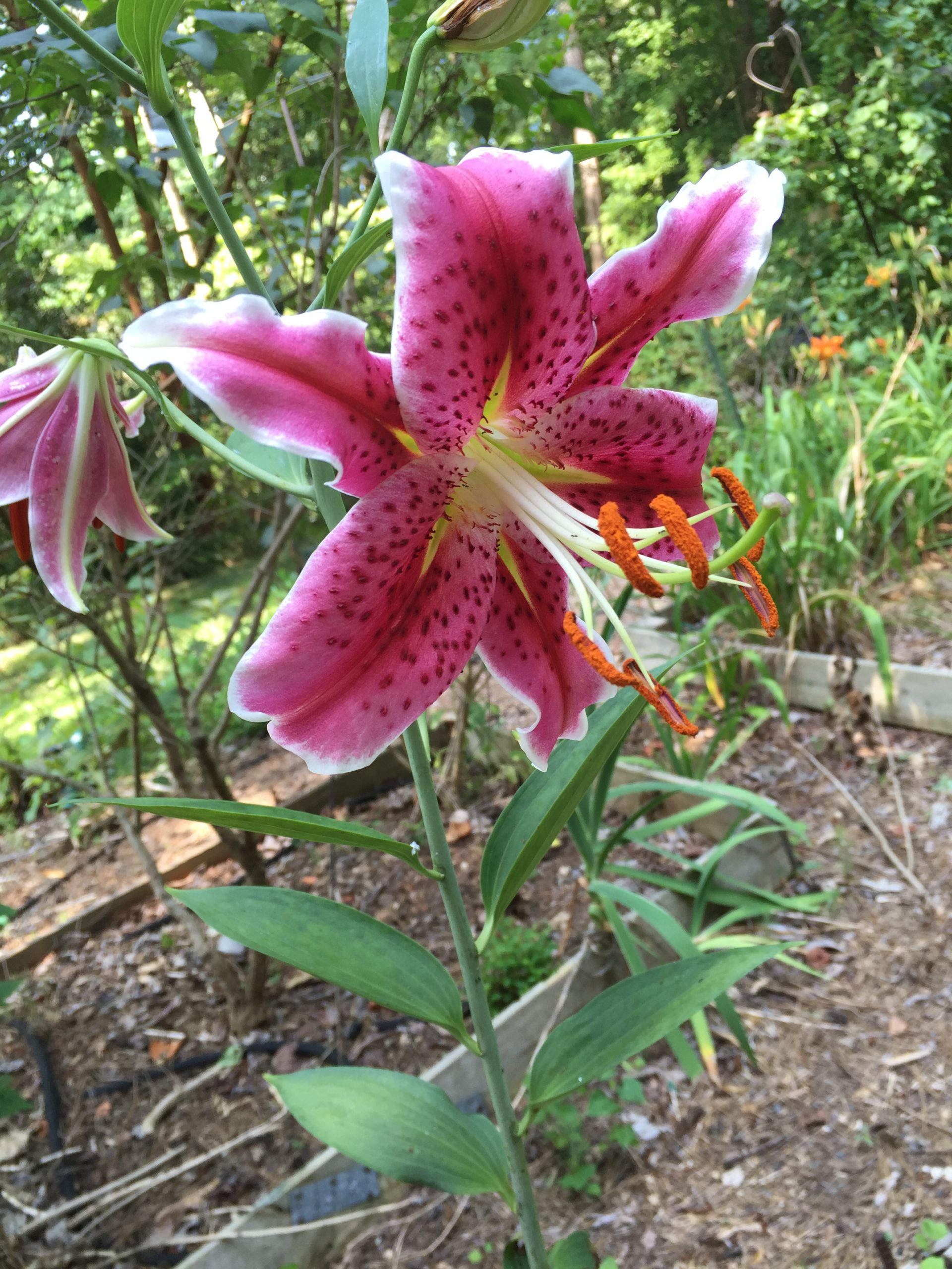 'Stargazer' lily