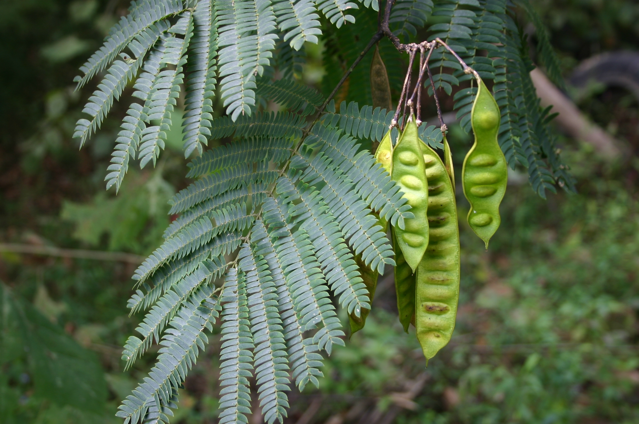mimosa seed pods