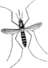 mosquito NCSU