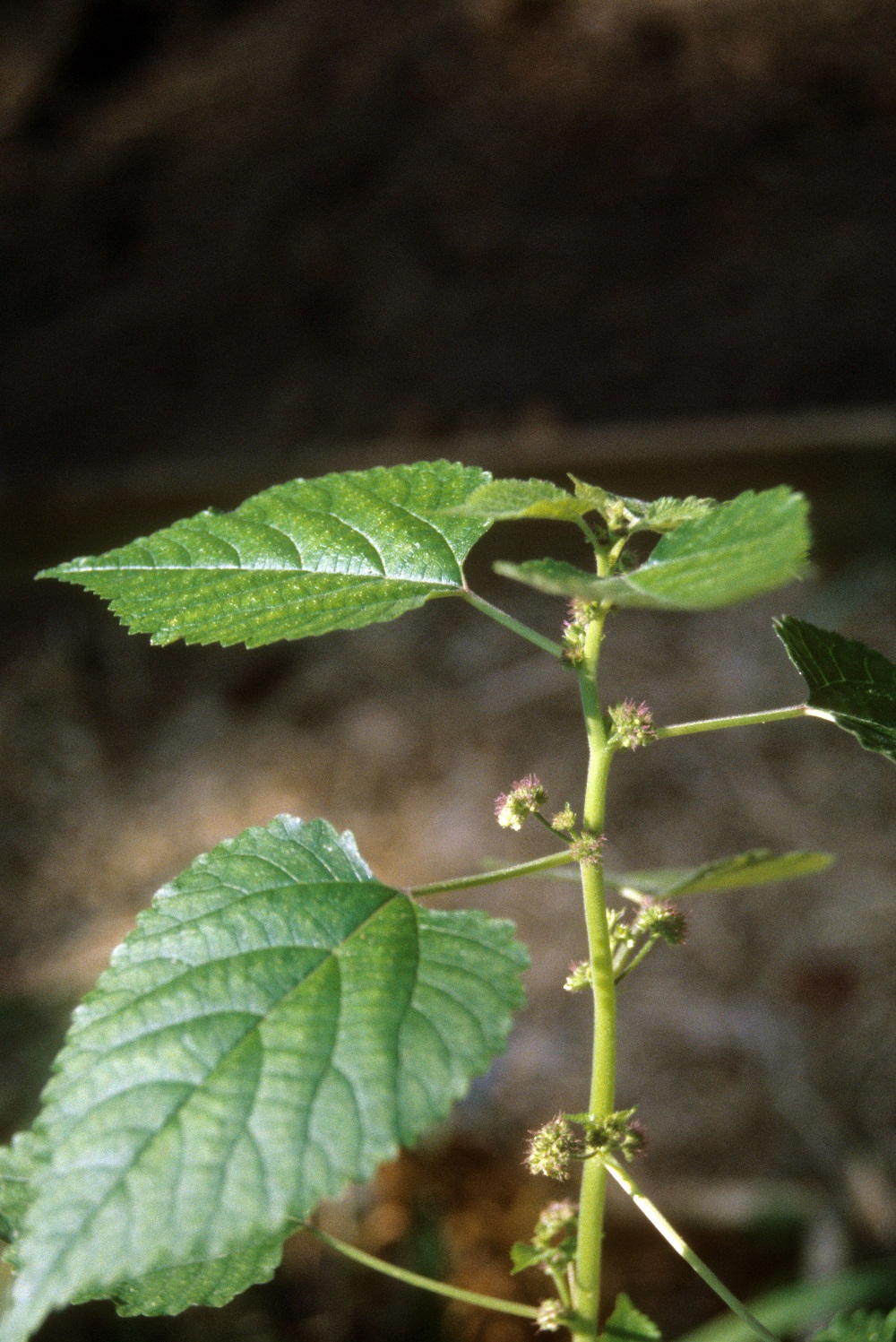 mulberry weed stem