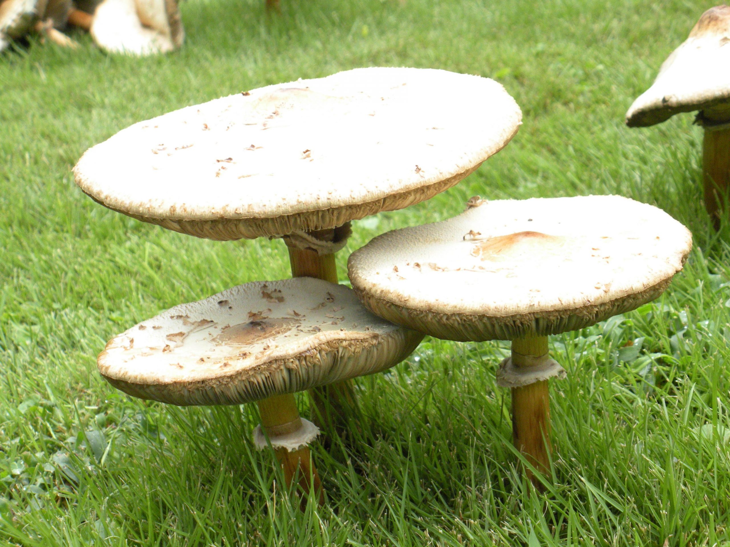 mushrooms 1 (2)