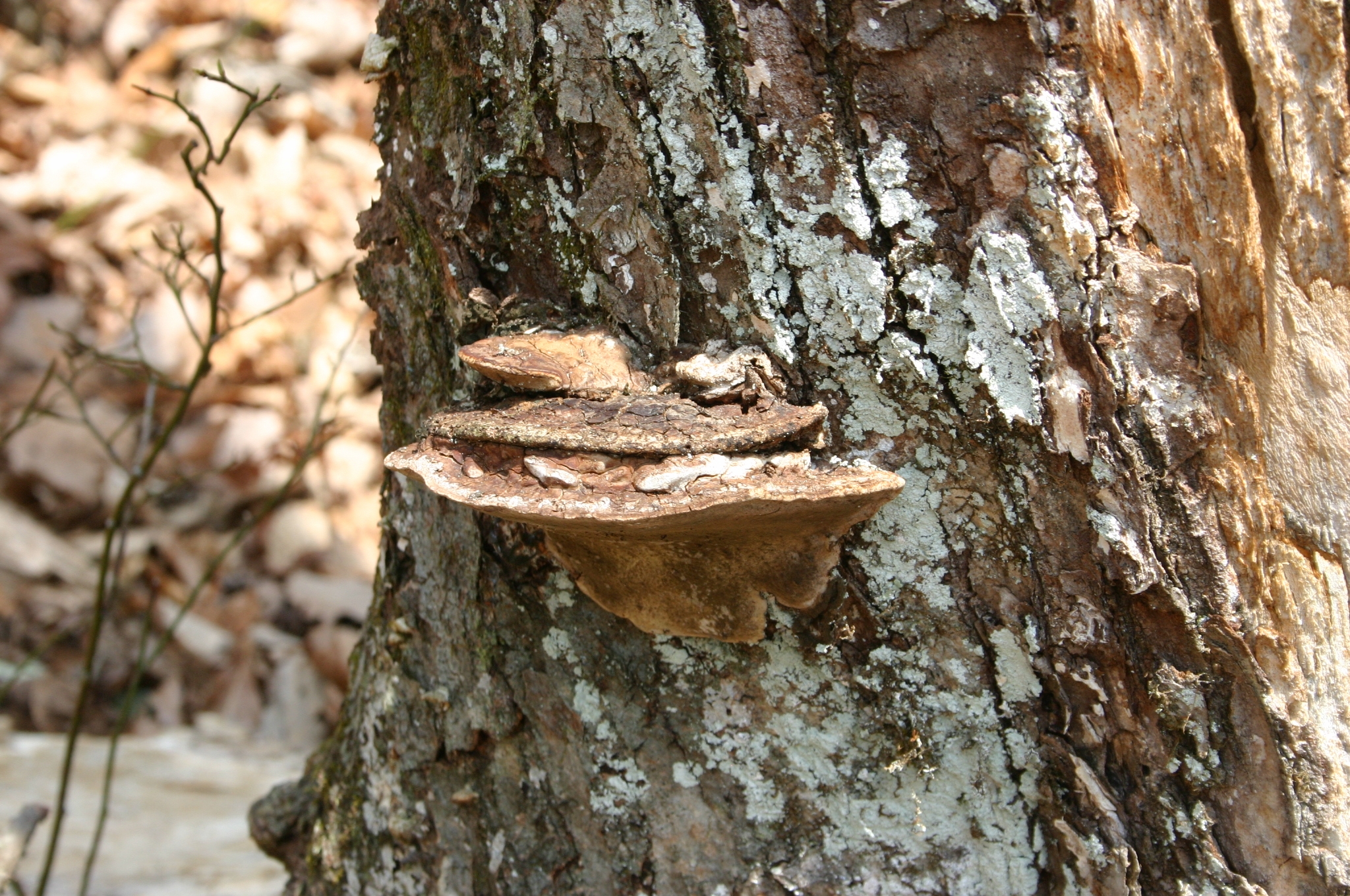 mushrooms-in-tree-2
