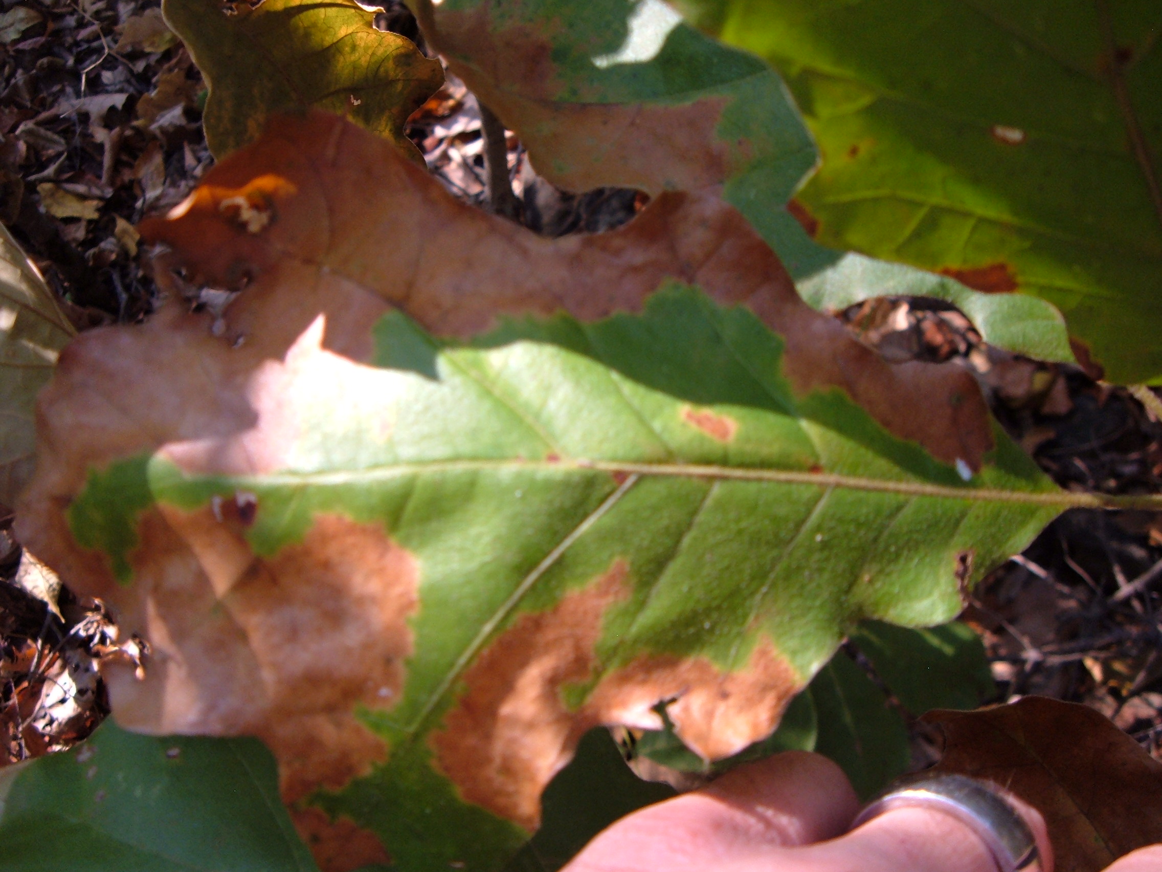 oak bacterial leaf scorch