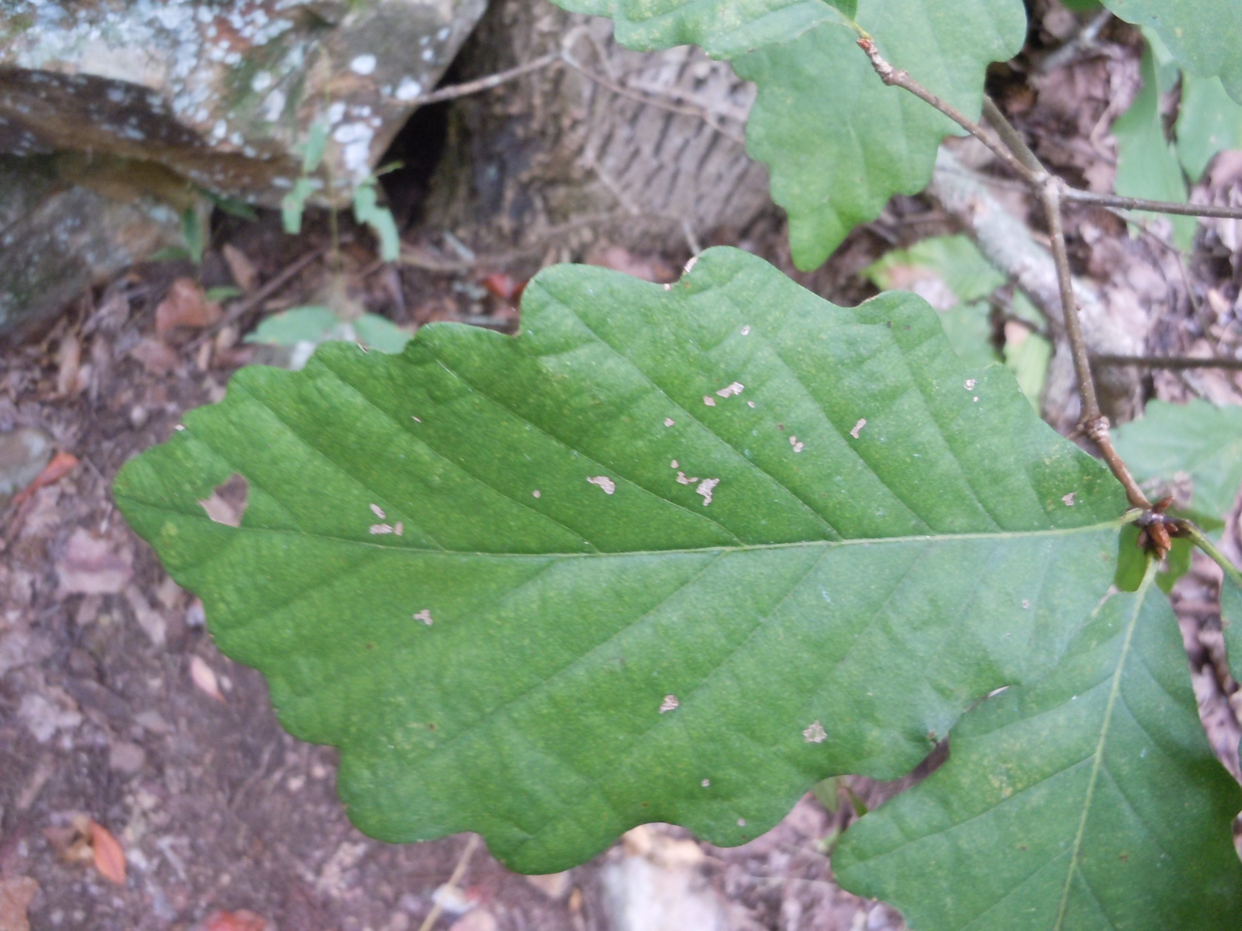 chestnut oak leaf