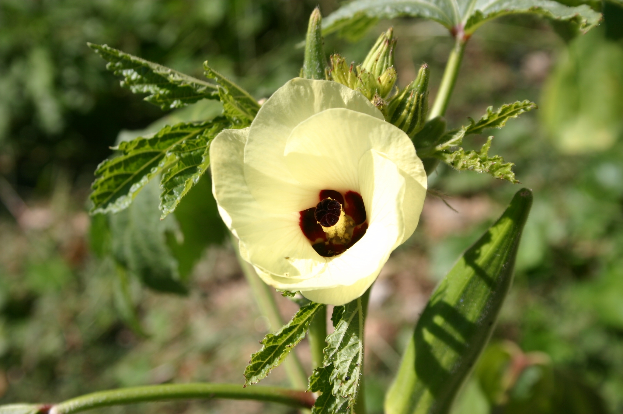 okra flower 3