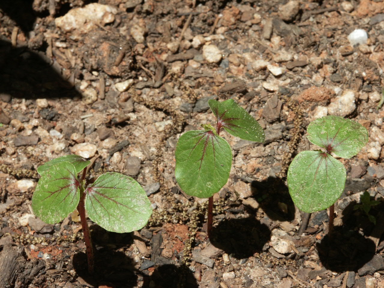 okra seedlings