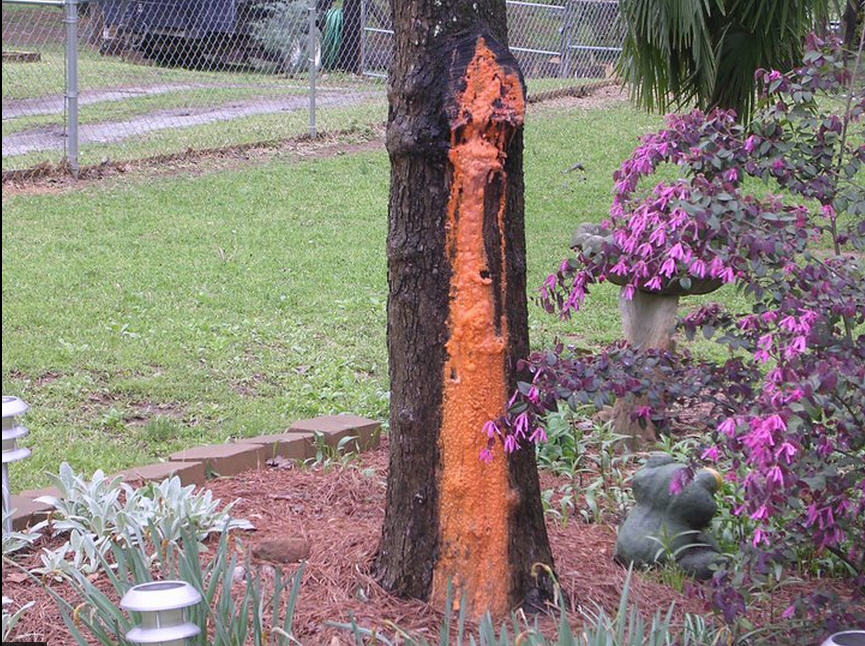 orange slime on dogwood sap